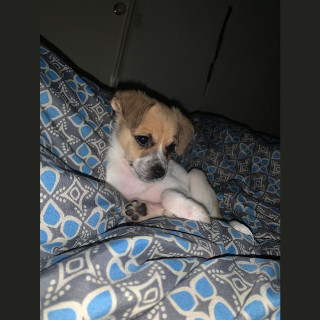 Photo of Guava 