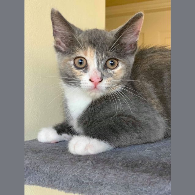 Photo of Millie 🏵