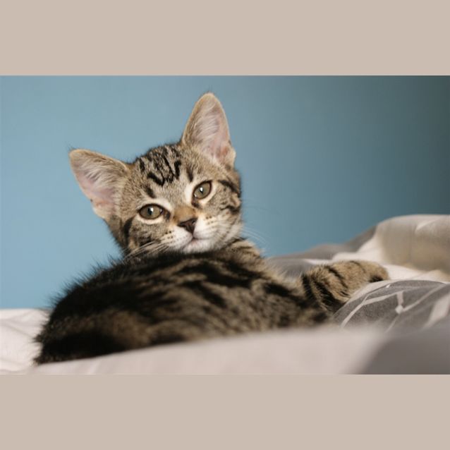 Photo of Tigger Bell