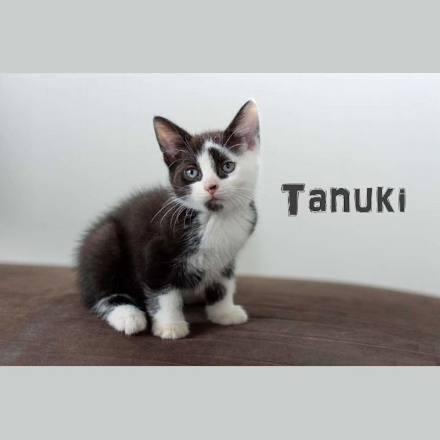 Photo of Tanuki