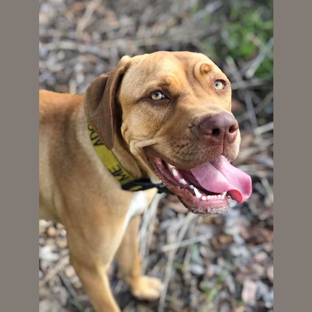 Photo of Boomer