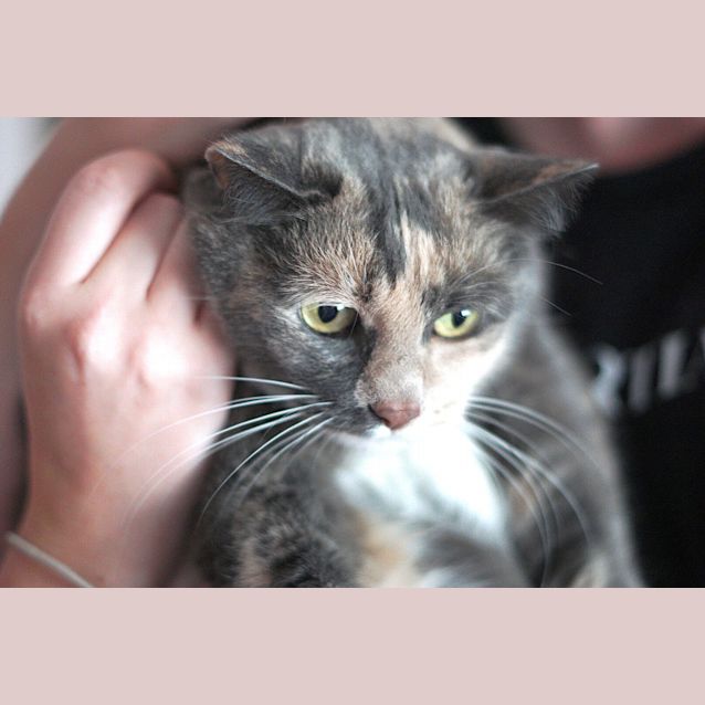 Photo of Mitsy ~ 7yo British Shorthair X (On Trial 6/4/20)