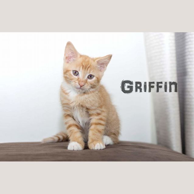 Photo of Griffin