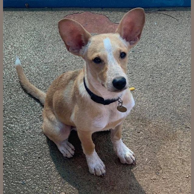 Photo of Pretzel