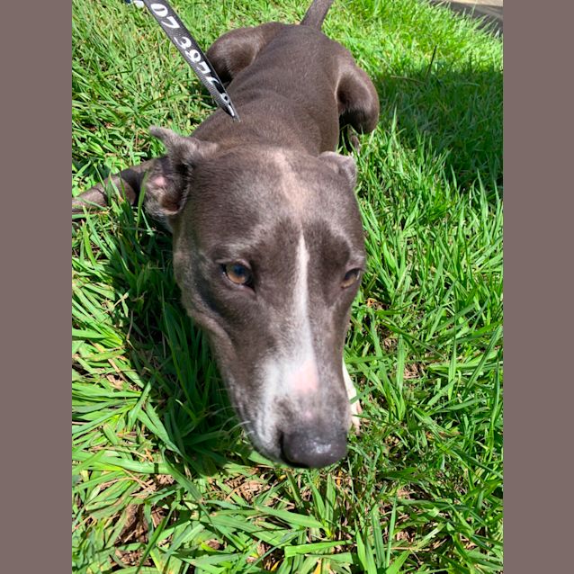 Photo of Willow