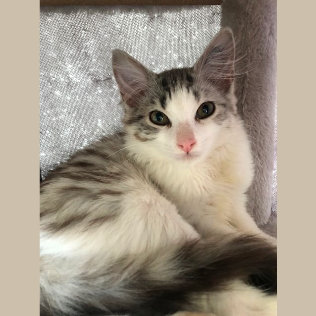 Photo of Mittens