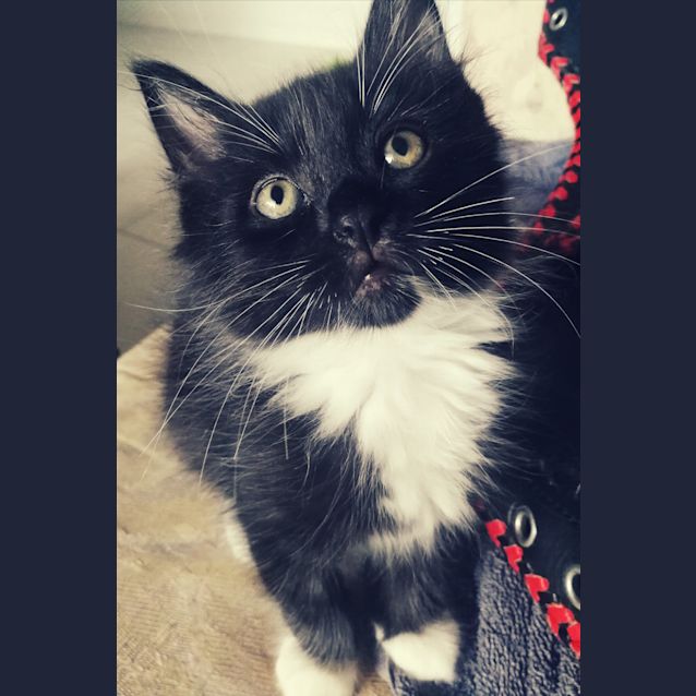 Photo of Joker