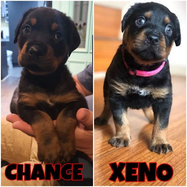 Photo of Xeno And Chance