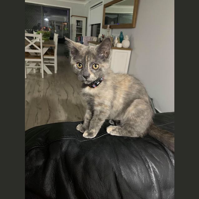 Photo of Athena 👑 