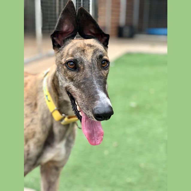 Photo of Whiskey (On Trial)
