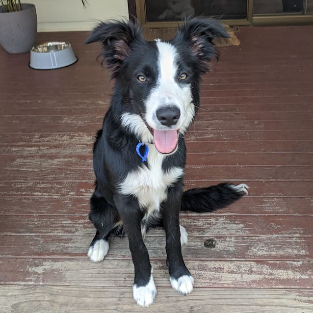 Photo of Reuben ~ 6mo Border Collie (On Trial 17/2/20)