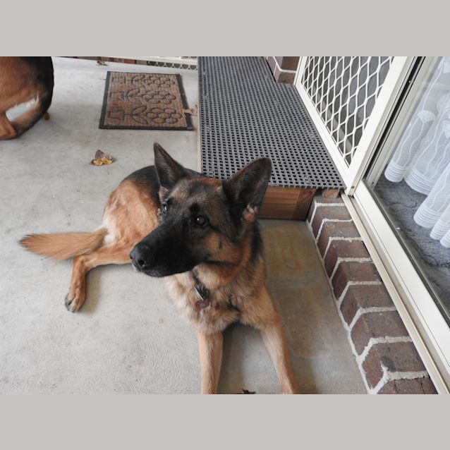 Photo of Bindi   Bonded With Jackie Snr