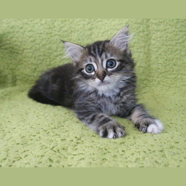 Photo of Ewok 