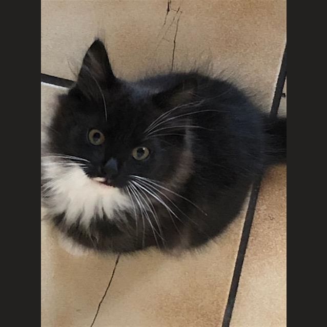 Photo of Bop
