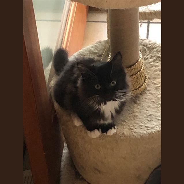 Photo of Beep (Now Koda)