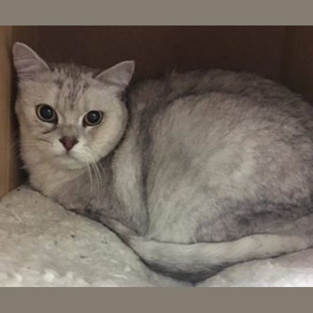 Photo of Mochi   Located In Fairfield