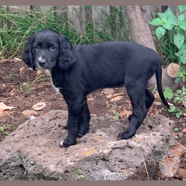 Photo of Liquorice  🤩