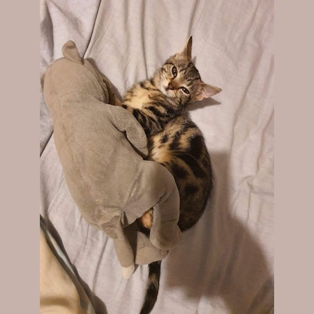 Photo of Aurora Aka Pocket Rocket 