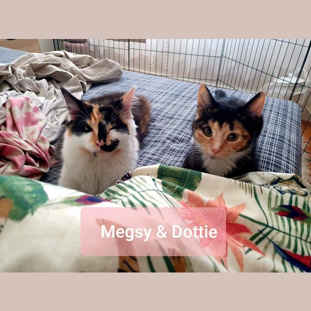 Photo of Megsy & Dottie  ❤❤