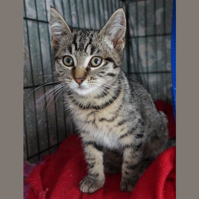 Photo of Tiger Lily