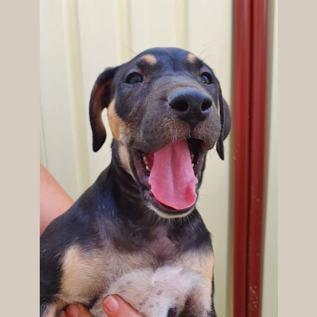 Photo of Penny