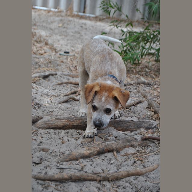 Photo of Puppy Dom Dl2368