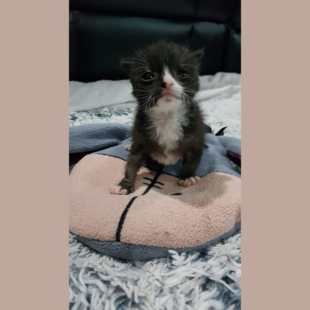 Photo of Itty Bitty