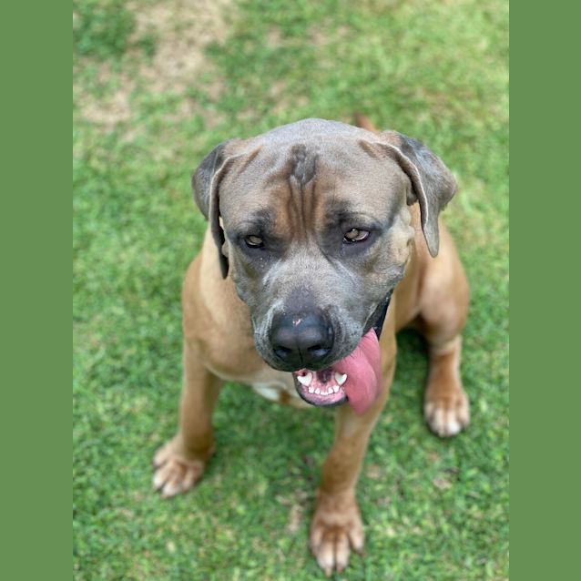 Photo of Achilles 