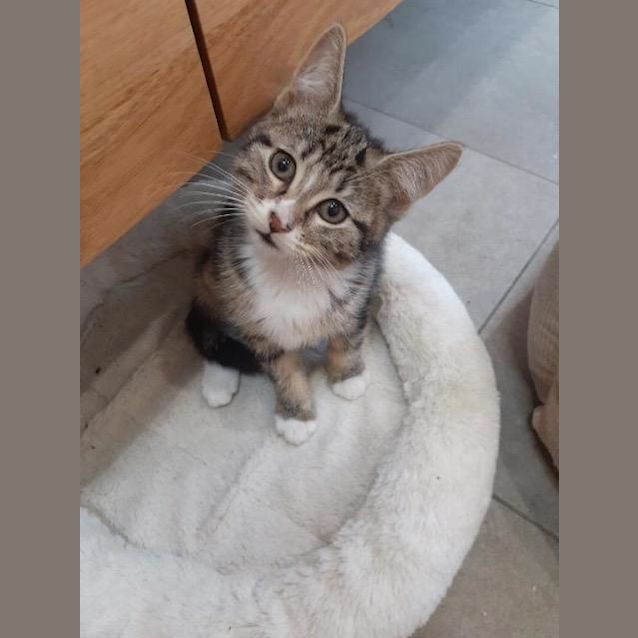 Photo of Scout