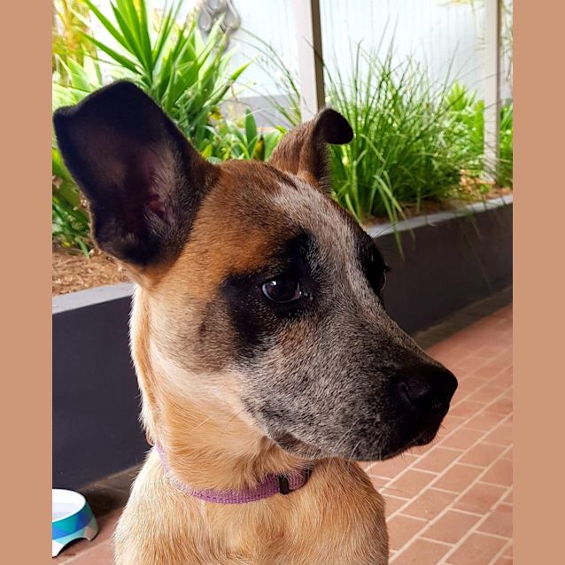 Photo of Ruby 