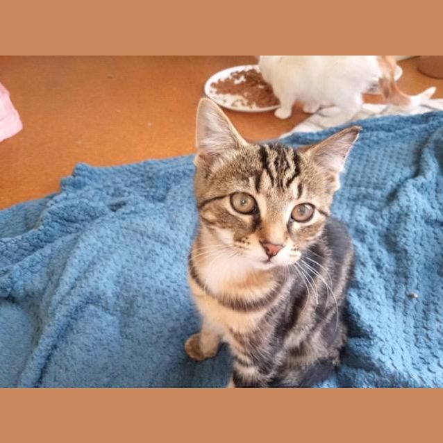 Photo of Tigger