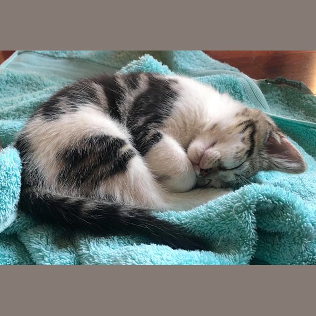 Photo of Niko