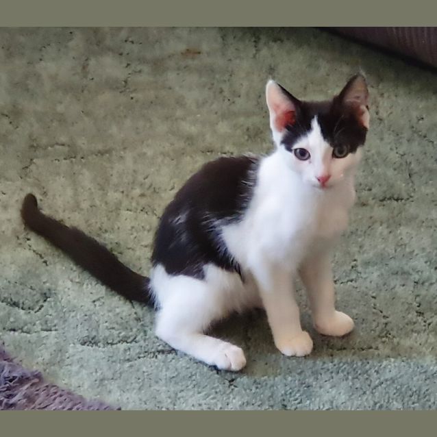 Photo of Merlin
