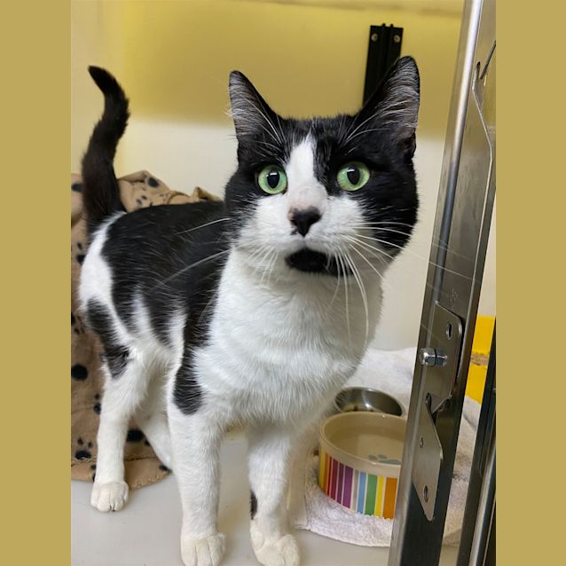 Photo of Rowdy