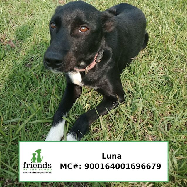 Photo of Luna