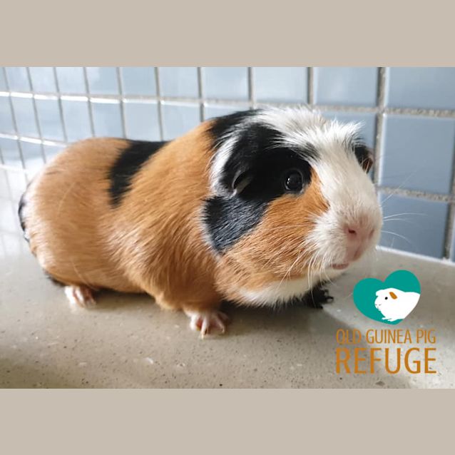 Photo of Rudy (Desexed Male)