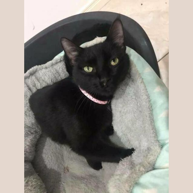Photo of Koko