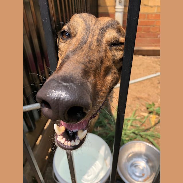 Photo of Tiger.    Melbourne