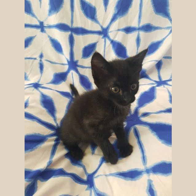 Photo of Spice