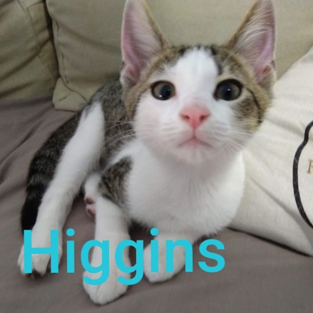 Photo of Higgins