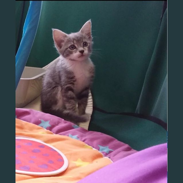 Photo of Shiraz