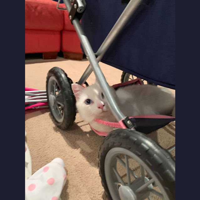 Photo of Binx 🐾🐾