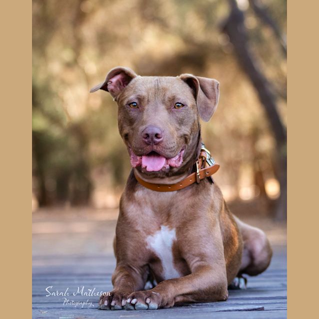 Photo of Blue Dl2096