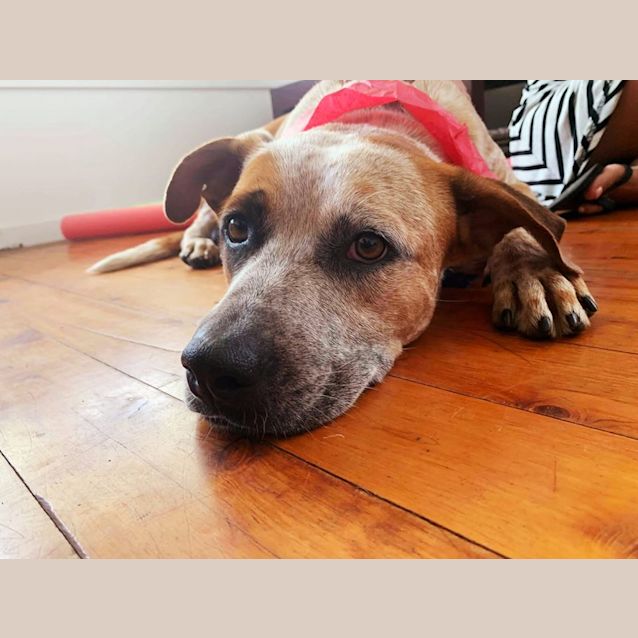 Photo of Scout