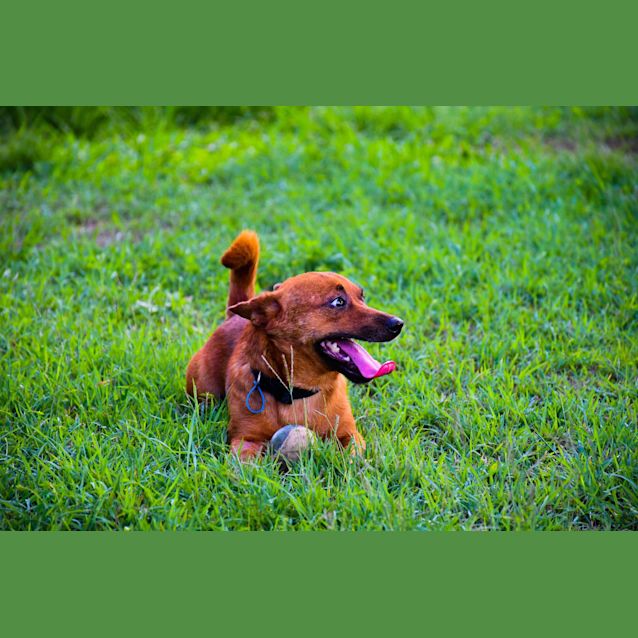 Photo of Charlie 