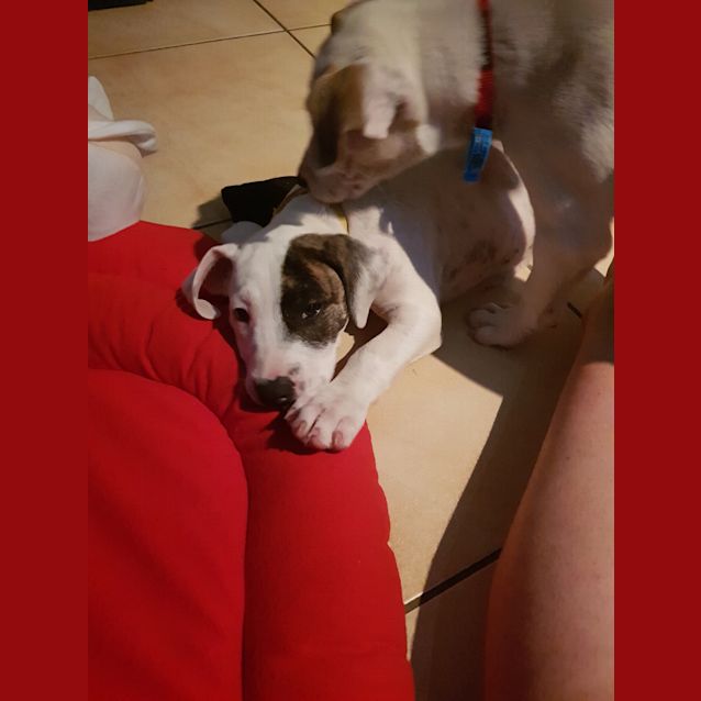 Photo of Athena 