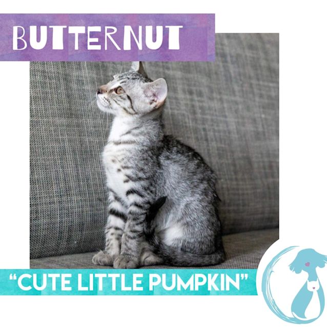 Photo of Butternut 