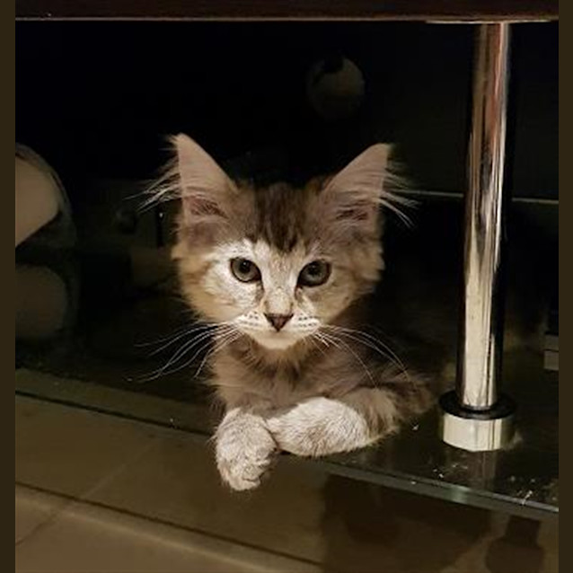 Photo of Maisie