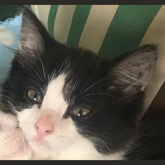 Photo of Toffee