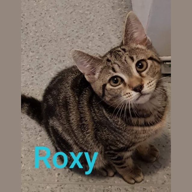 Photo of Roxy